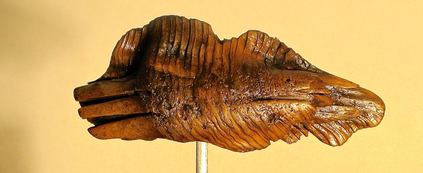 Root Fish woodcarving sculpture